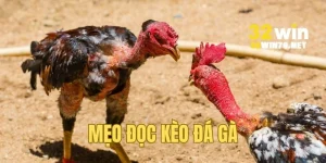 Mẹo đọc kèo đá gà 32win